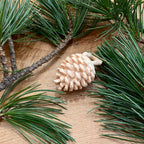 Tannenzapfen 5cm